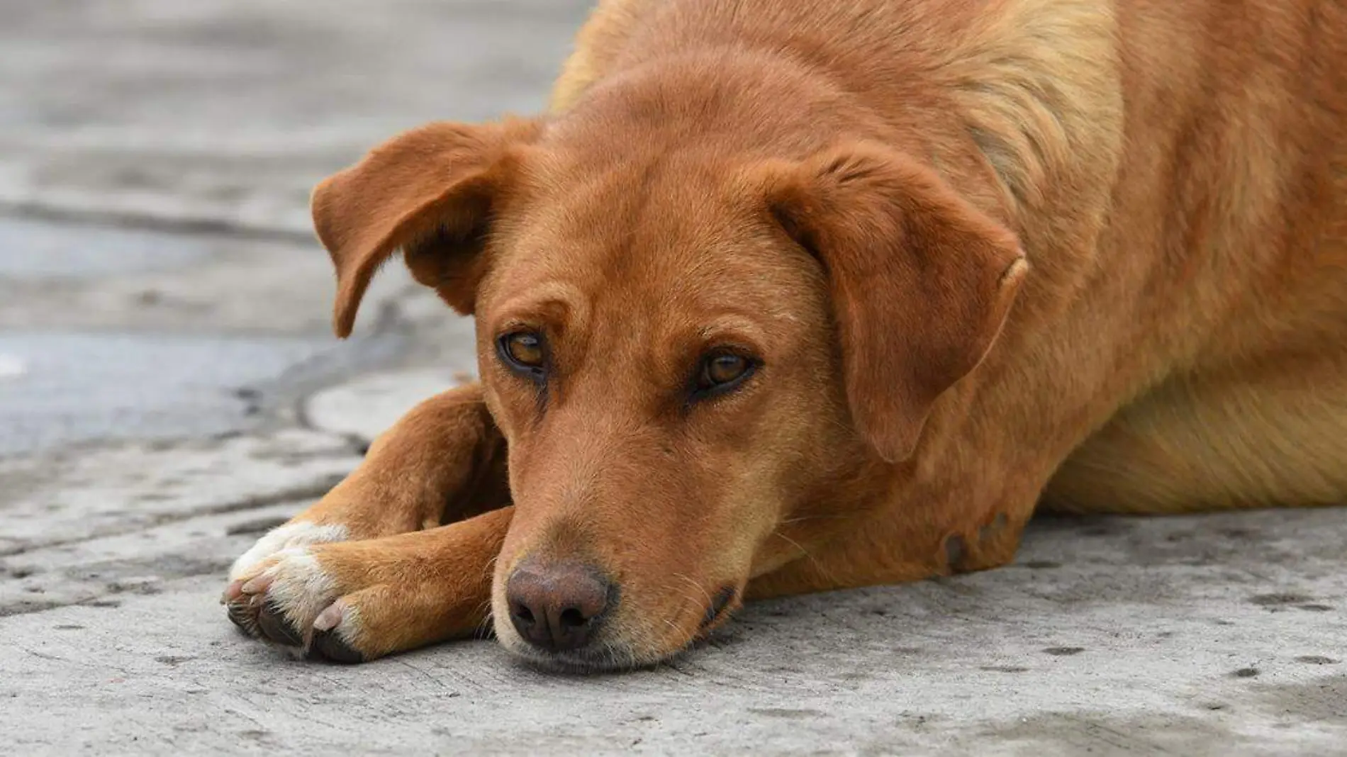 el Instituto de Bienestar Animal (IBA) ha llevado a cabo más de 100 acciones en favor del cuidado de los animales